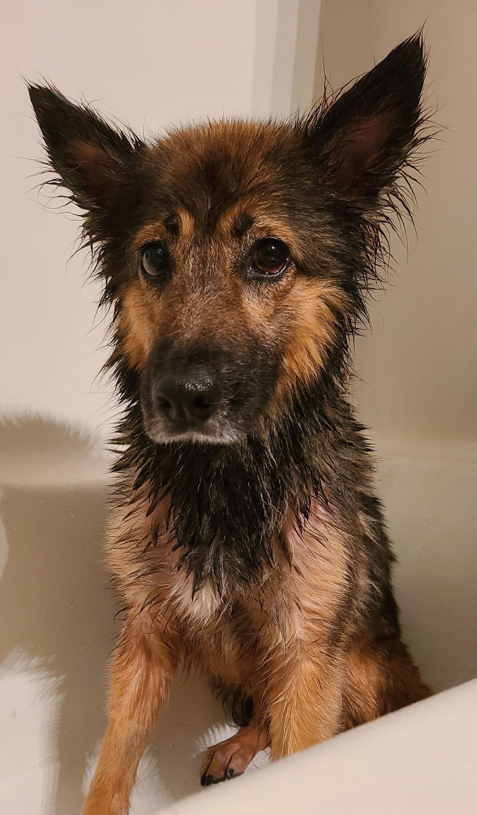 Renn, Adoptable, Adult Female Shepherd.