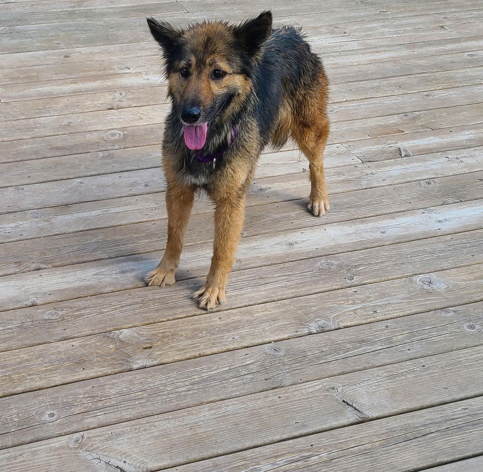 Renn, a Adoptable Shepherd in Columbus, IN image 2/3