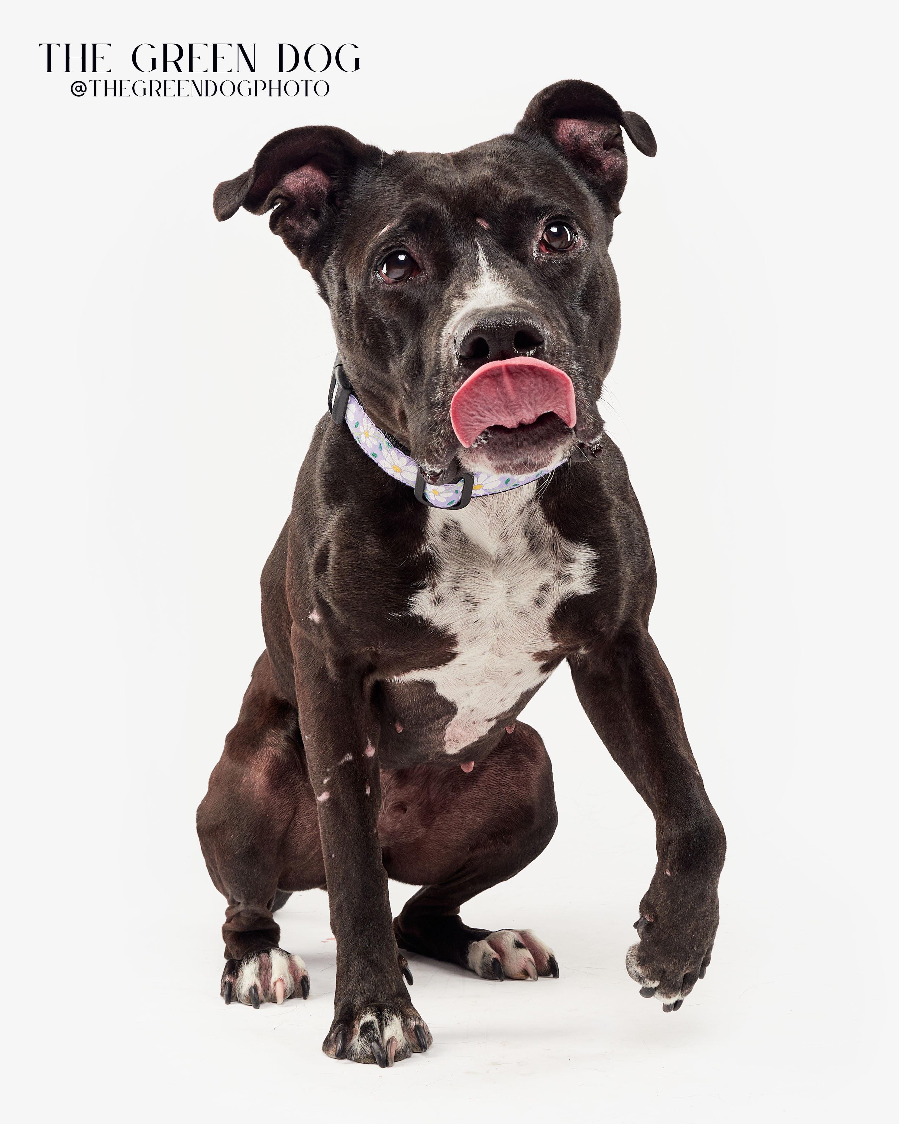 Smores, Adoptable, Adult Female Pit Bull Terrier.
