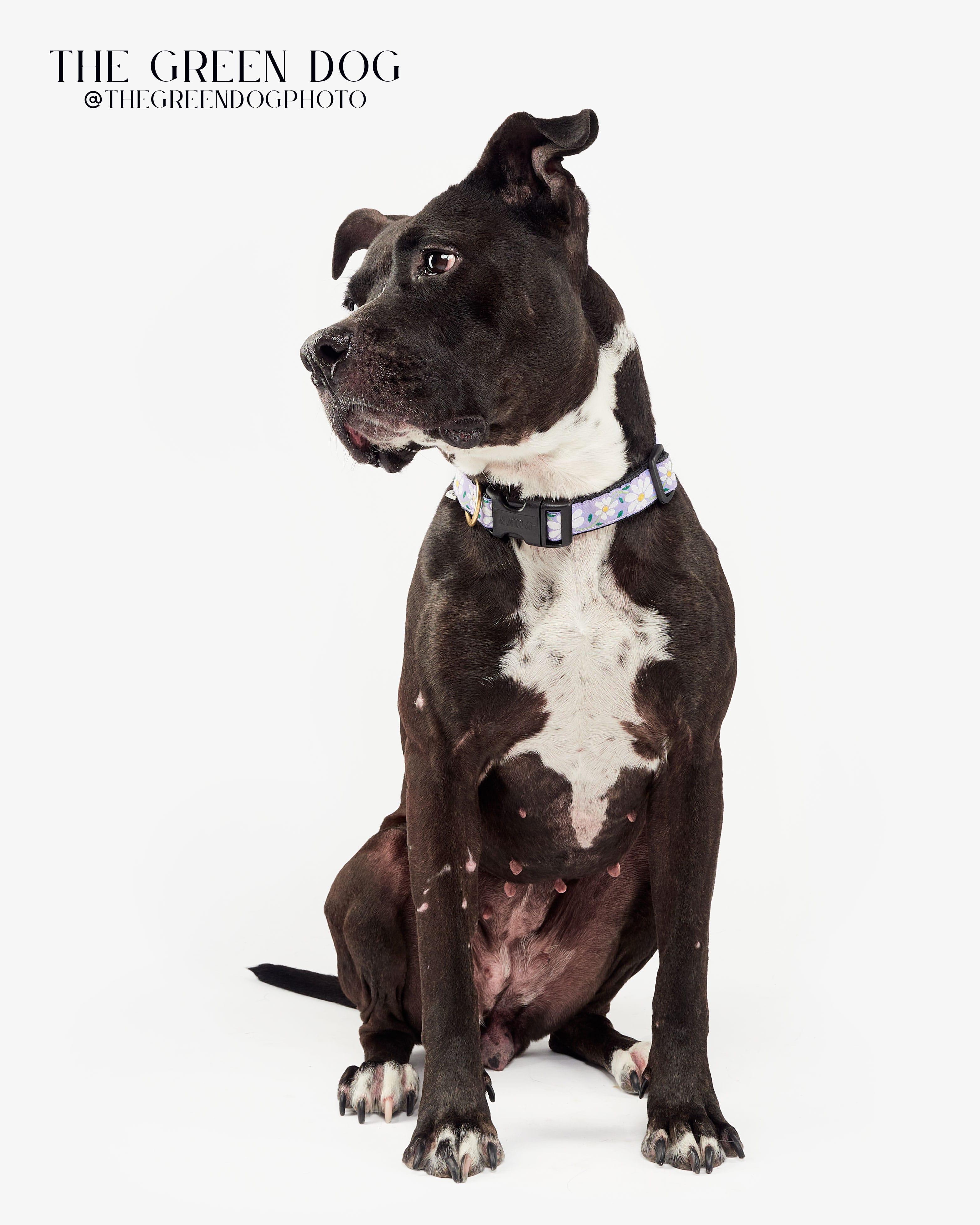 Enlarge Smores, a Adoptable Pit Bull Terrier in Teterboro, NJ image 4/5