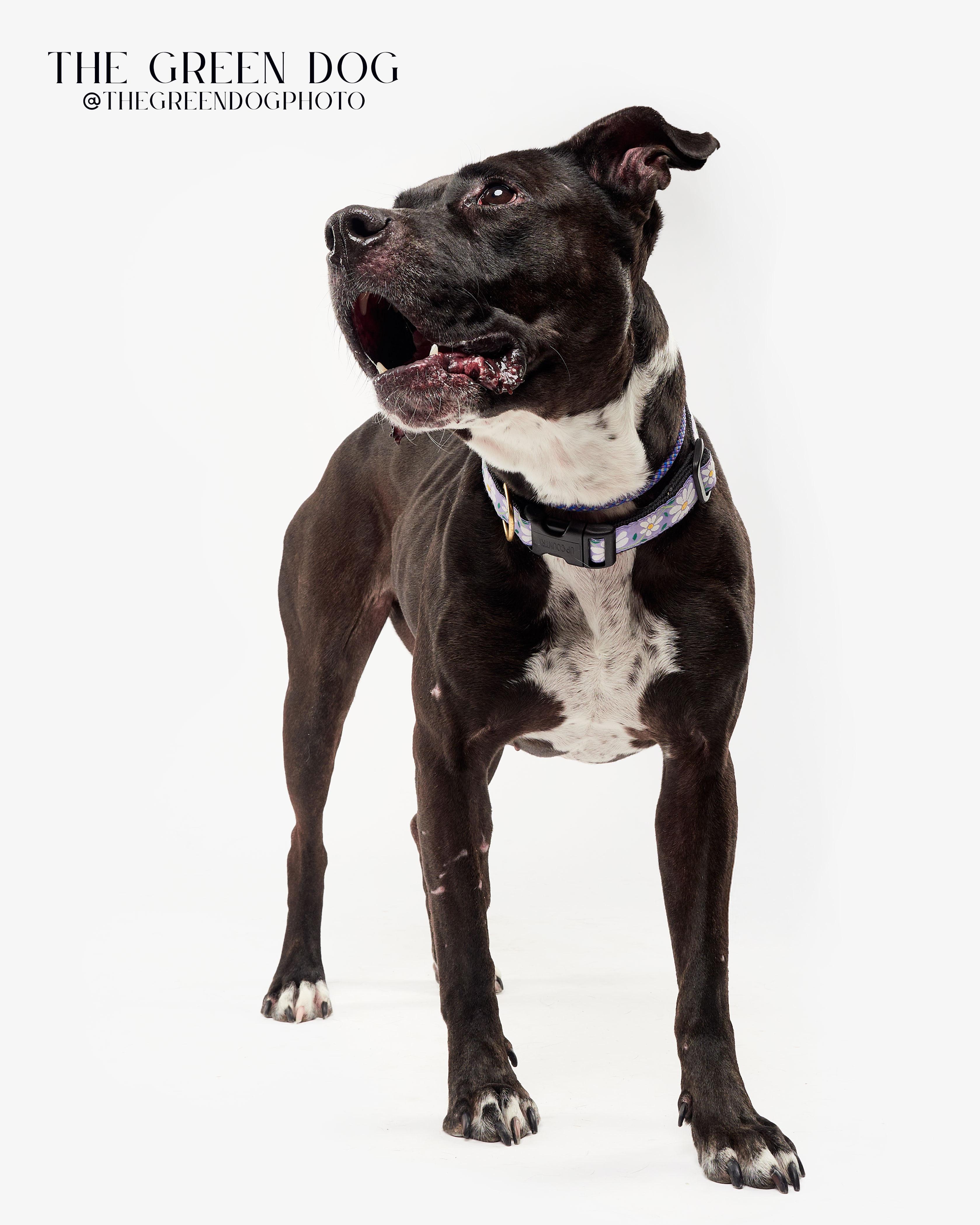 Enlarge Smores, a Adoptable Pit Bull Terrier in Teterboro, NJ image 5/5