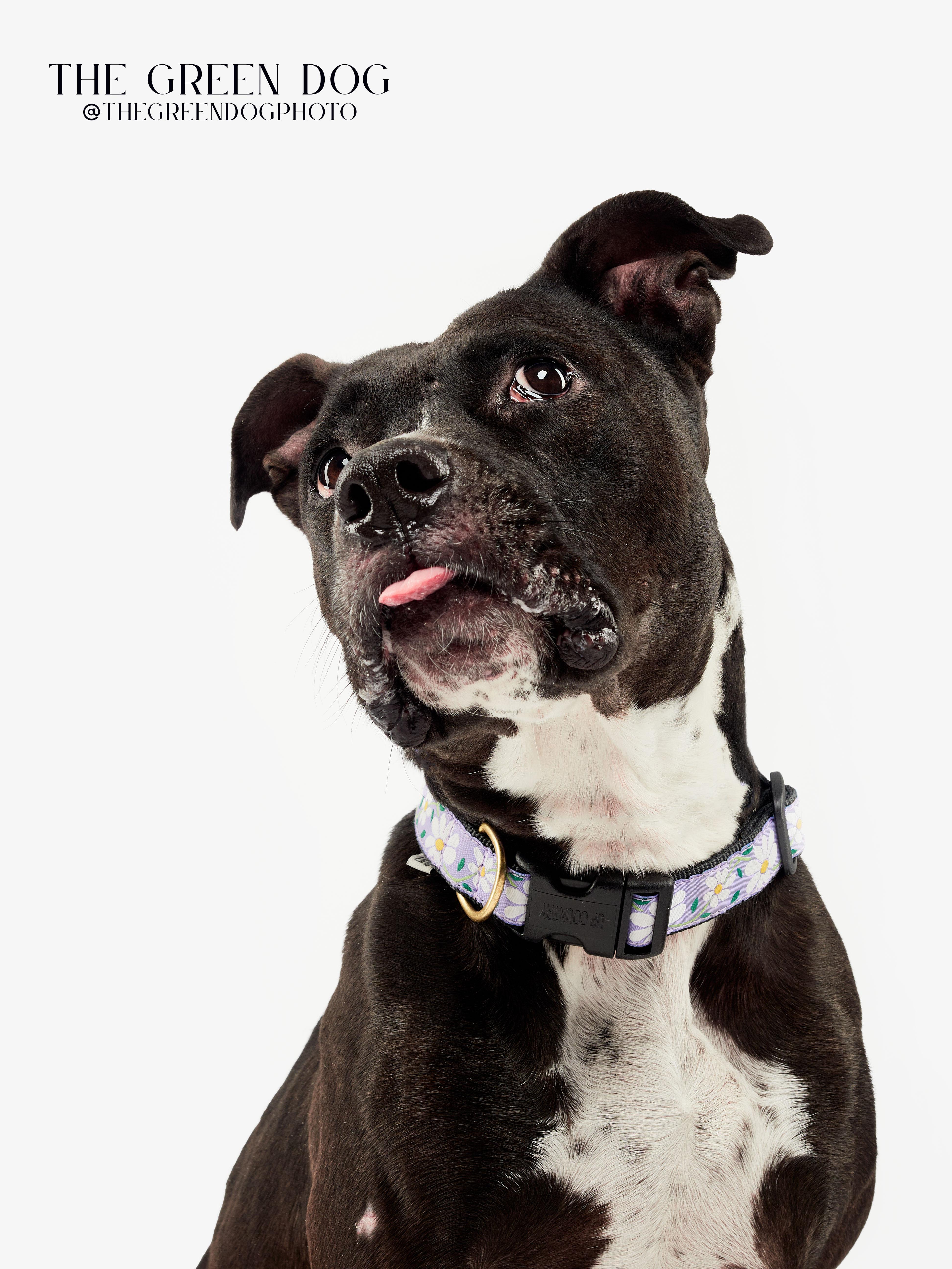 Enlarge Smores, a Adoptable Pit Bull Terrier in Teterboro, NJ image 3/5