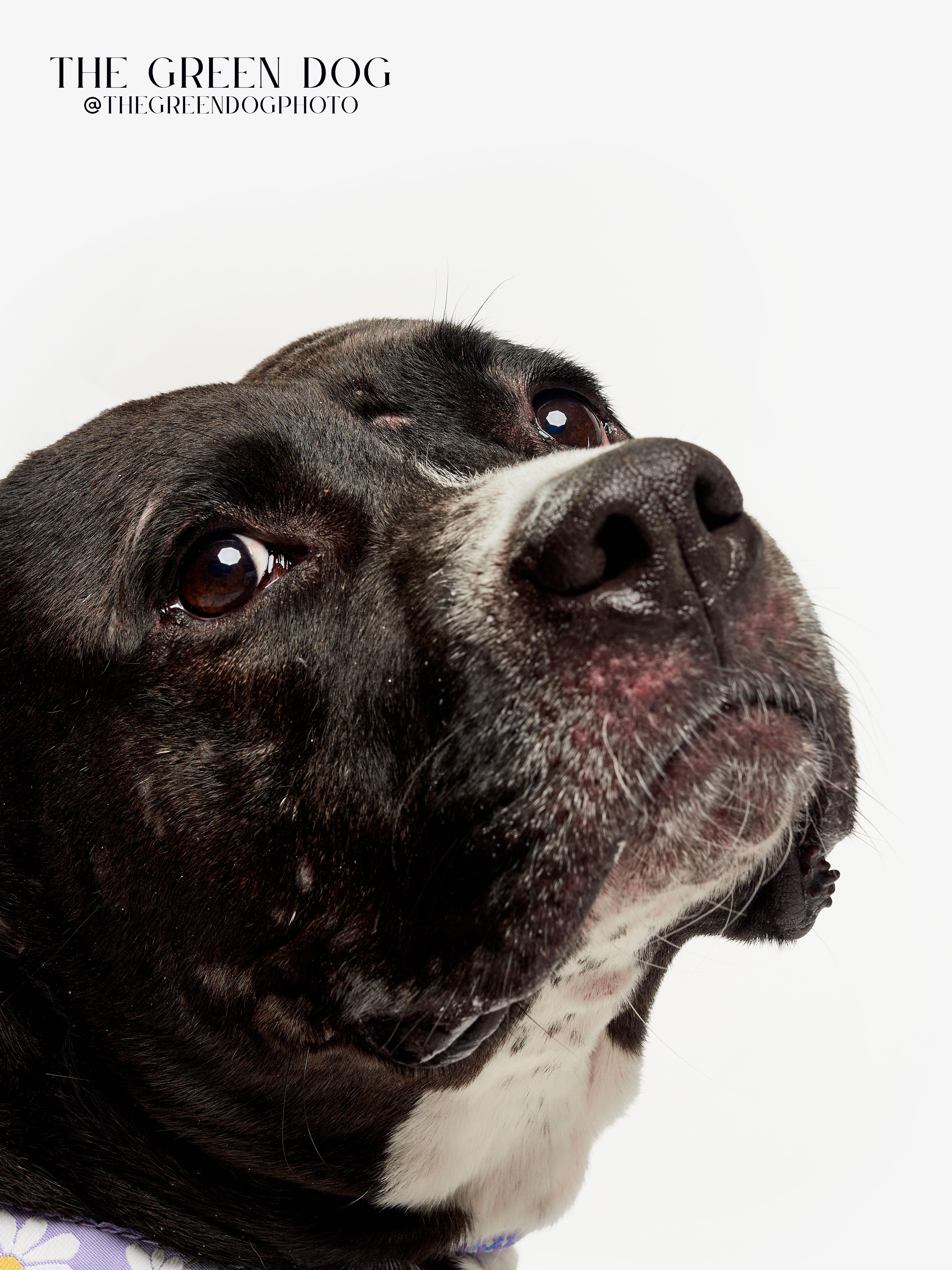 Enlarge Smores, a Adoptable Pit Bull Terrier in Teterboro, NJ image 2/5
