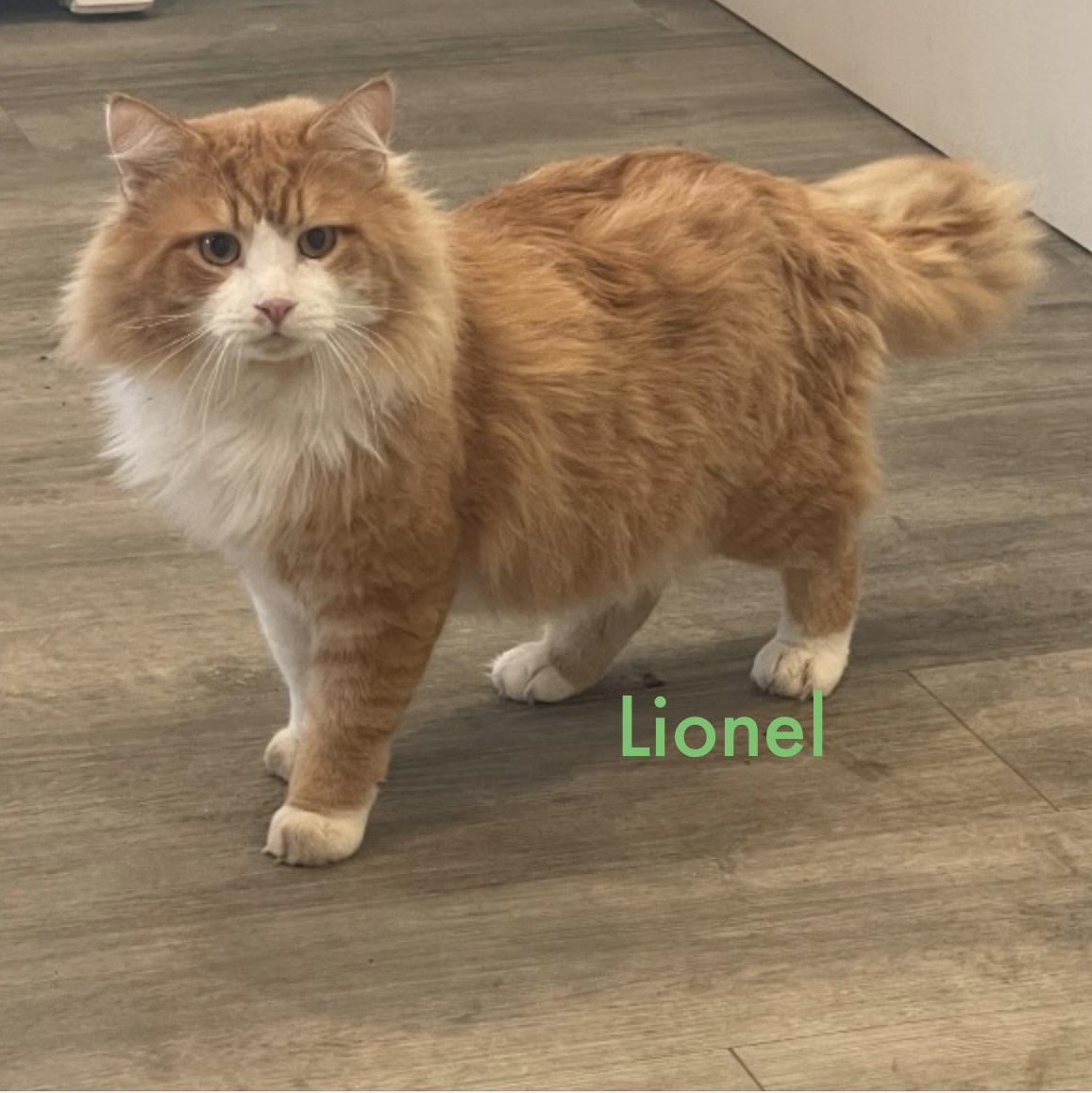 Enlarge Lionel, an adopted Domestic Long Hair in Palatine, IL image 1/1
