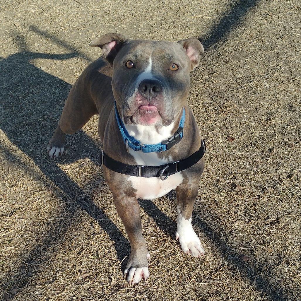 Willow, Adoptable, Adult Female Pit Bull Terrier.