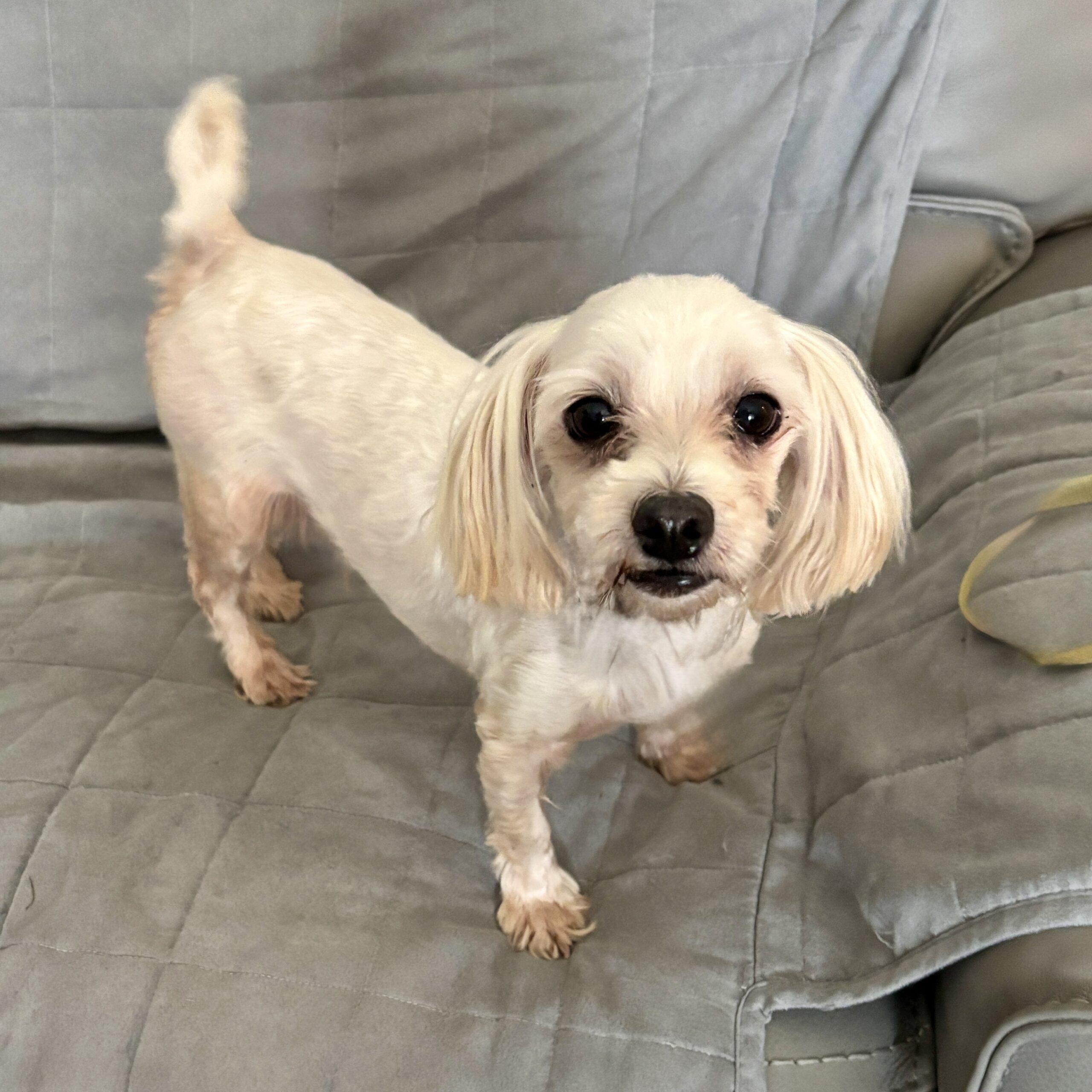 Brenden Aaronson, Adoptable, Adult Male Maltese.