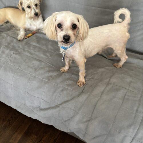 Brenden Aaronson, Adoptable, Adult Male Maltese.