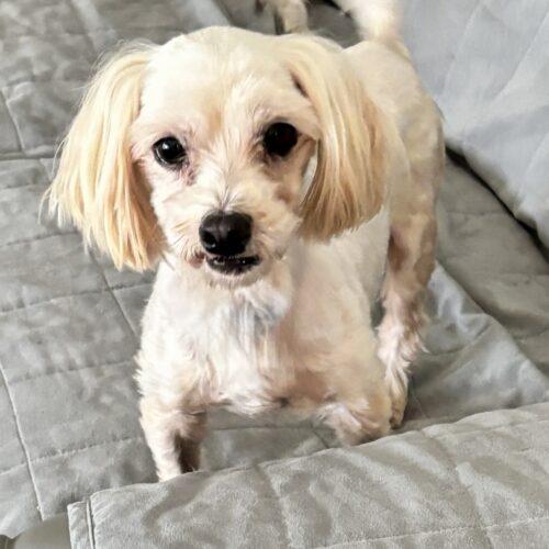 Enlarge Brenden Aaronson, a Adoptable Maltese in Broken Arrow, OK image 3/5