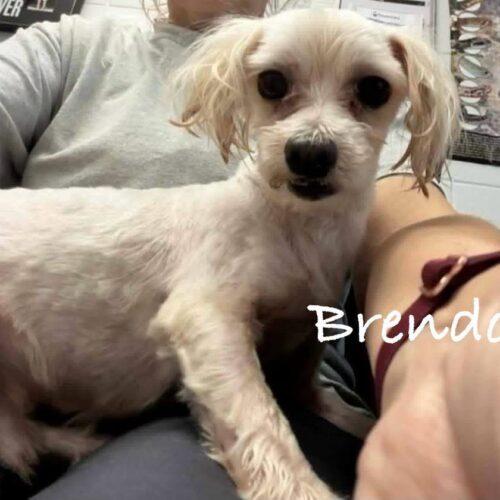 Enlarge Brenden Aaronson, a Adoptable Maltese in Broken Arrow, OK image 4/5