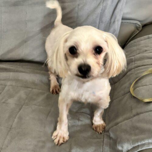 Enlarge Brenden Aaronson, a Adoptable Maltese in Broken Arrow, OK image 5/5