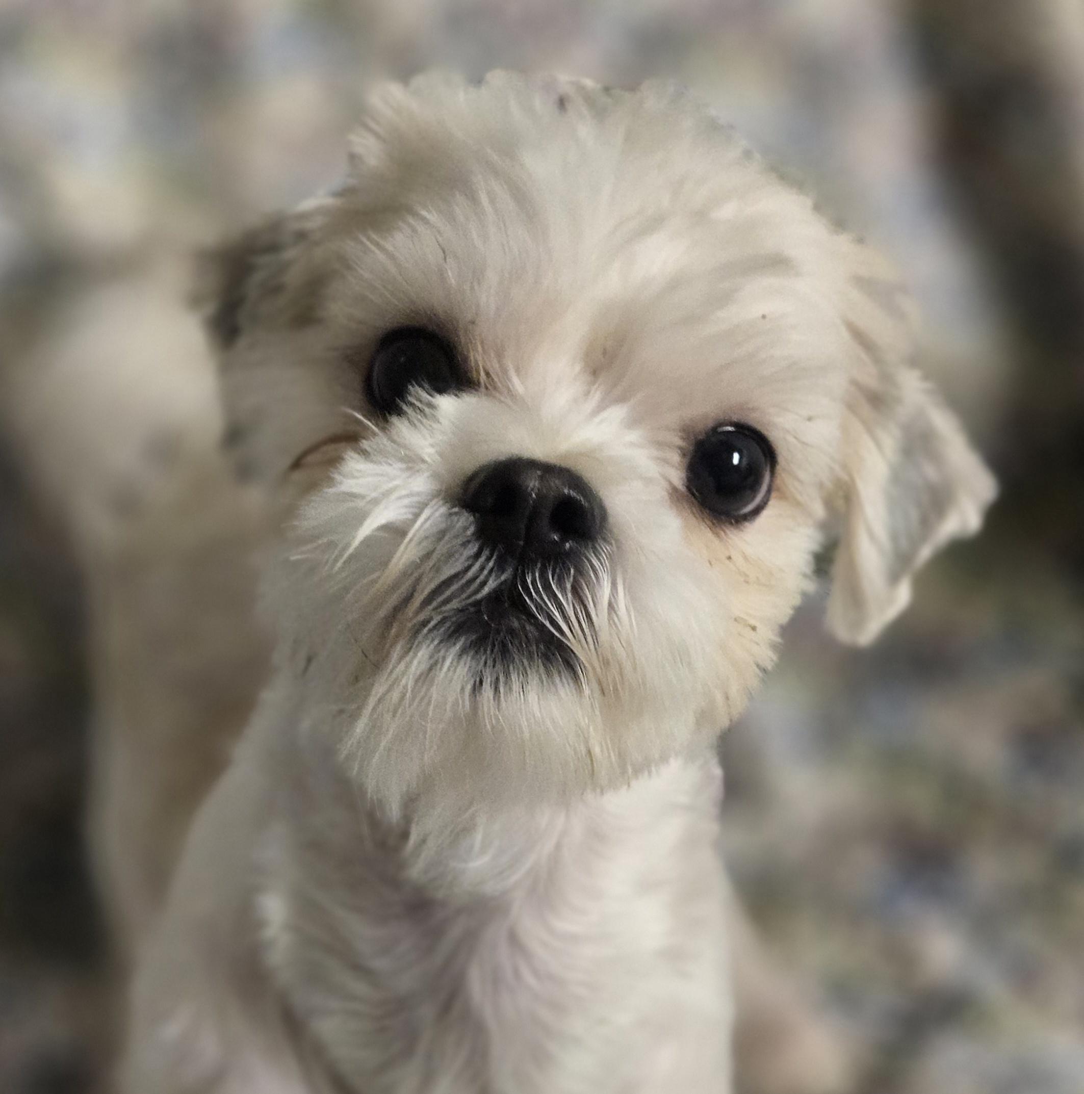 Fizzy Pop, an adopted Shih Tzu in Normal, IL image 1/5