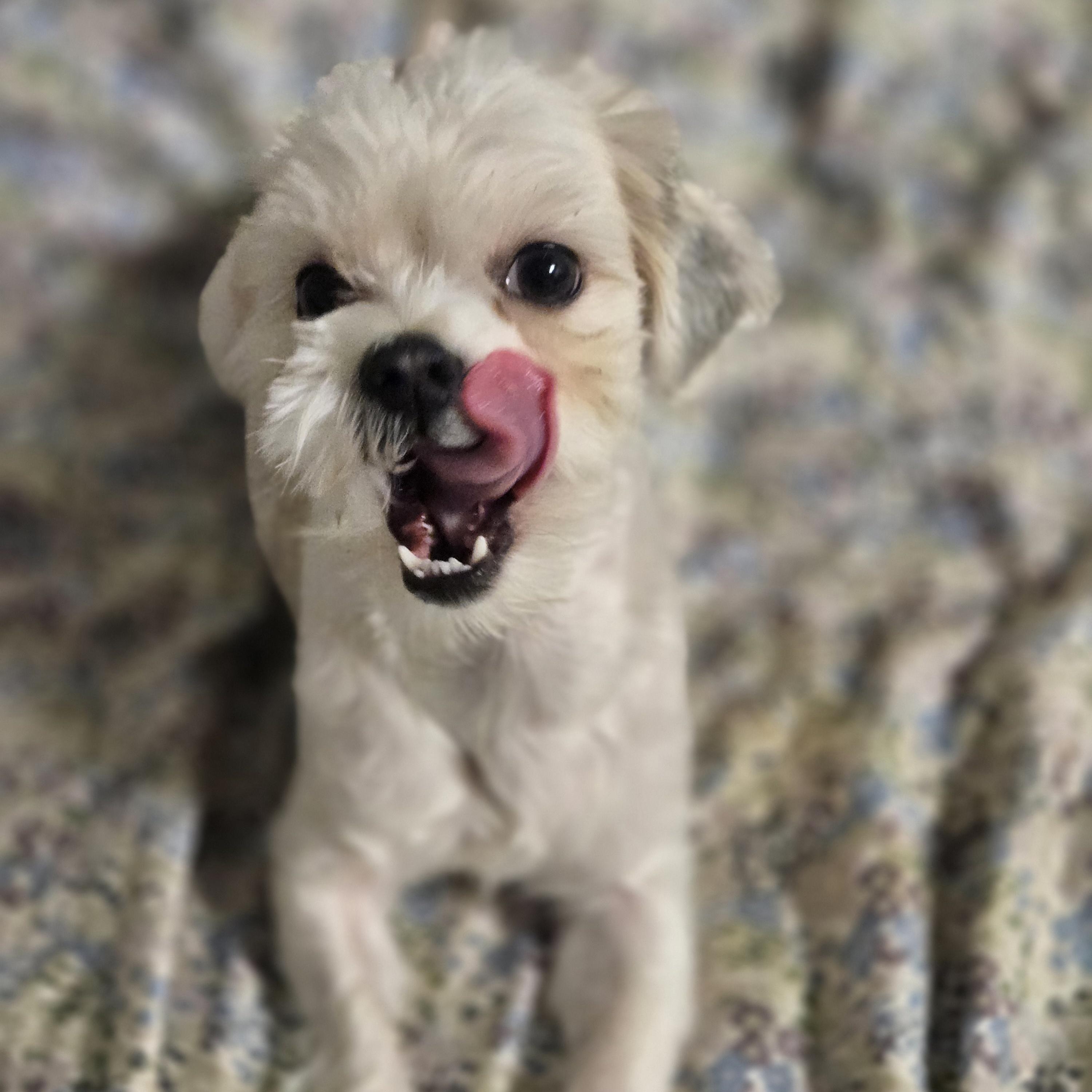 Fizzy Pop, an adopted Shih Tzu in Normal, IL image 5/5