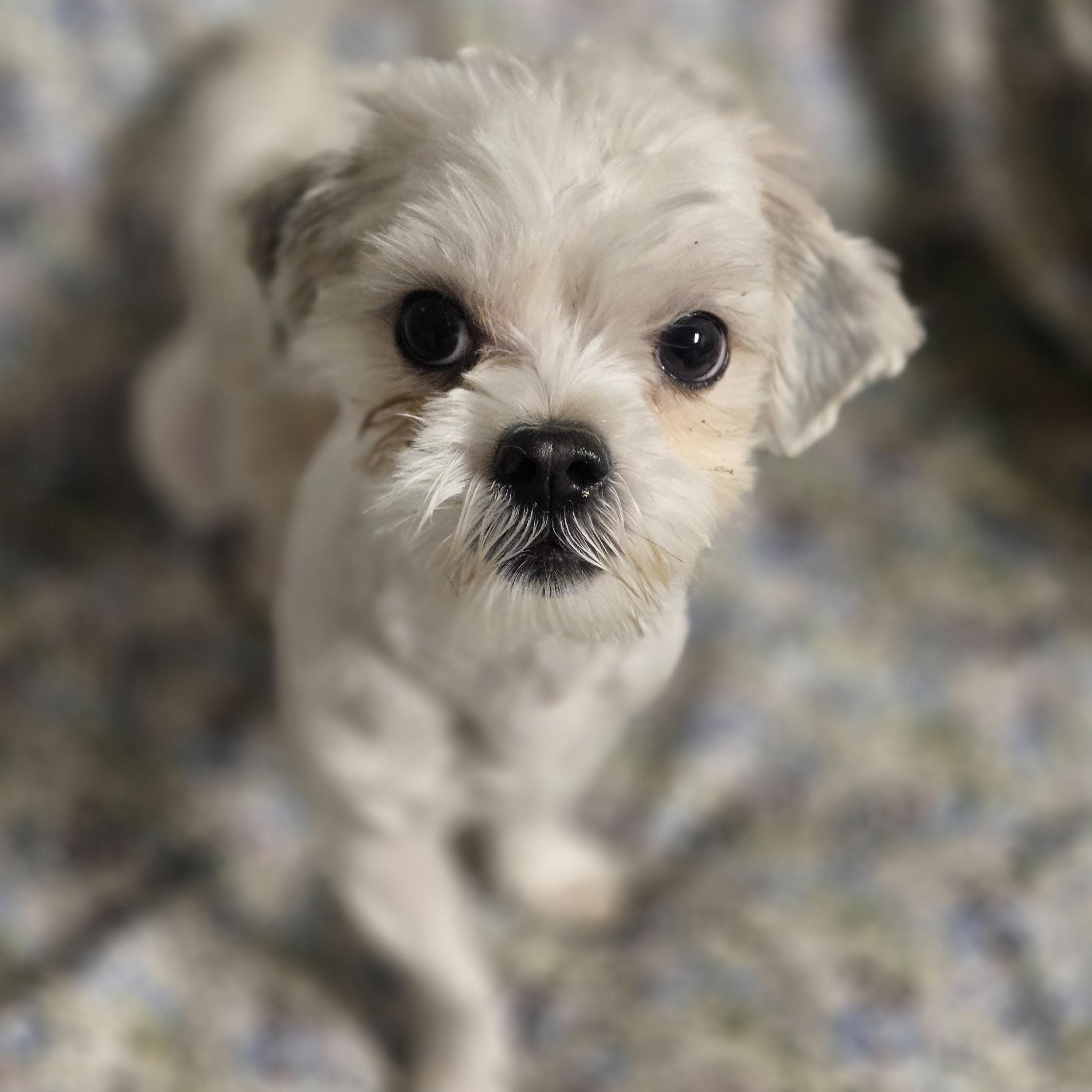 Fizzy Pop, an adopted Shih Tzu in Normal, IL image 2/5