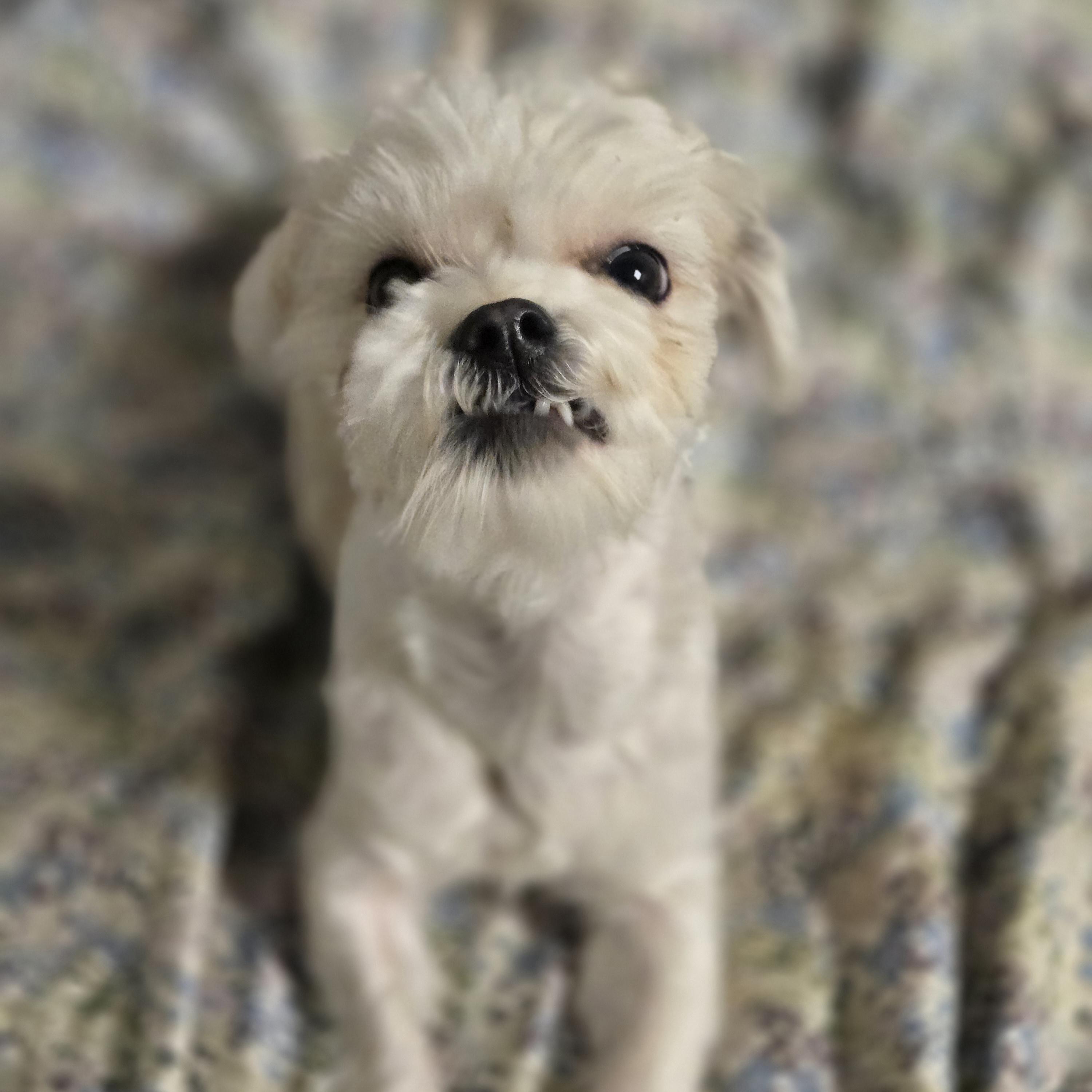 Fizzy Pop, an adopted Shih Tzu in Normal, IL image 4/5