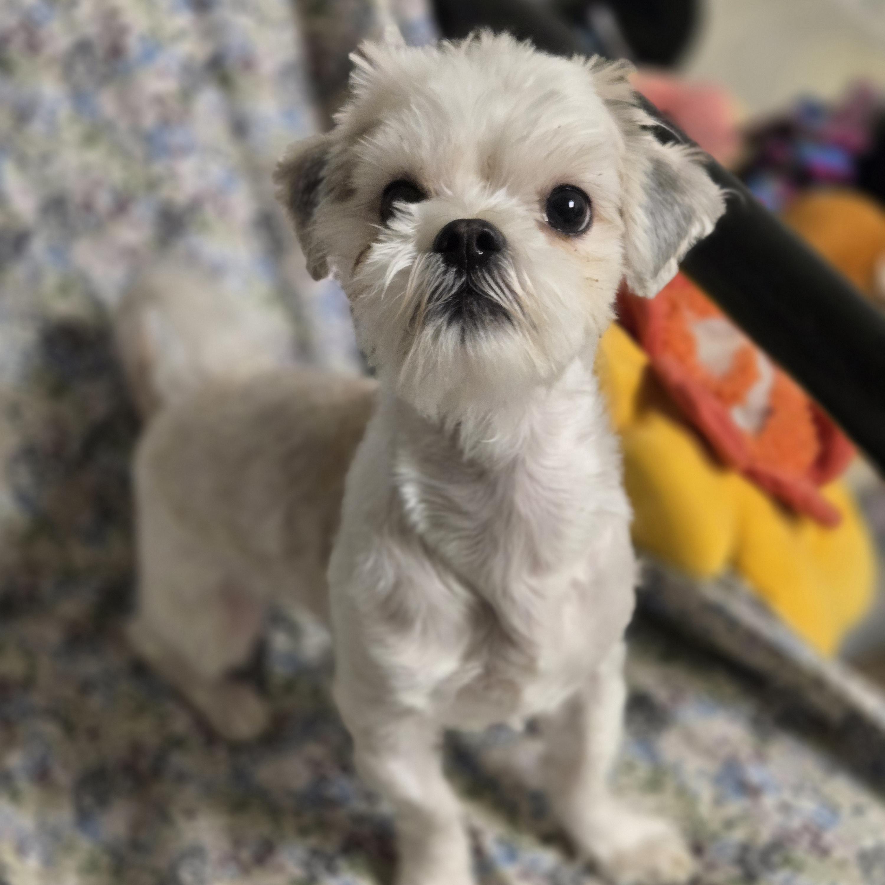 Fizzy Pop, an adopted Shih Tzu in Normal, IL image 3/5
