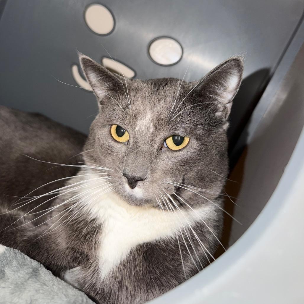 Teddy — thumbnail 2