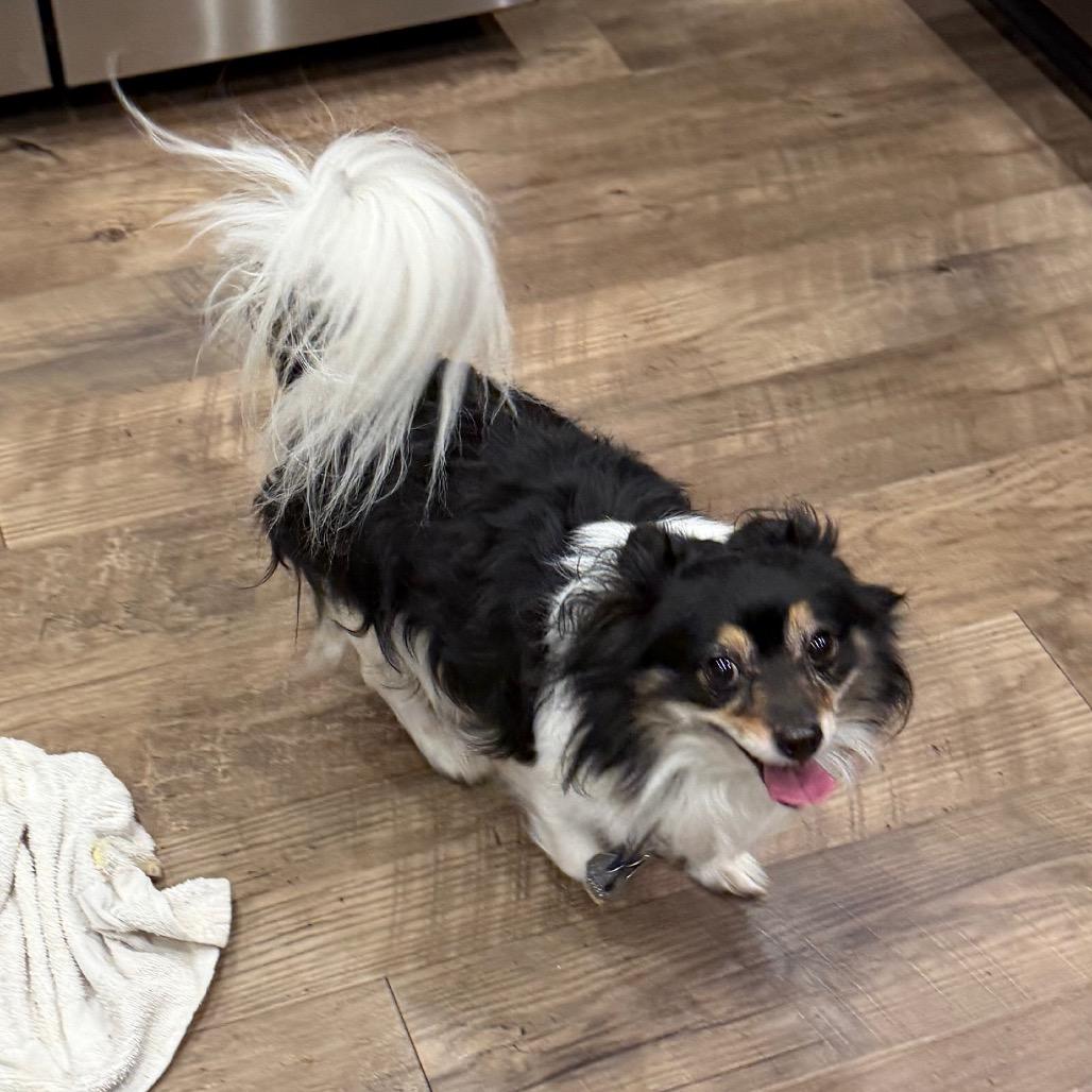 Rocky, Adoptable, Adult Male Chihuahua.