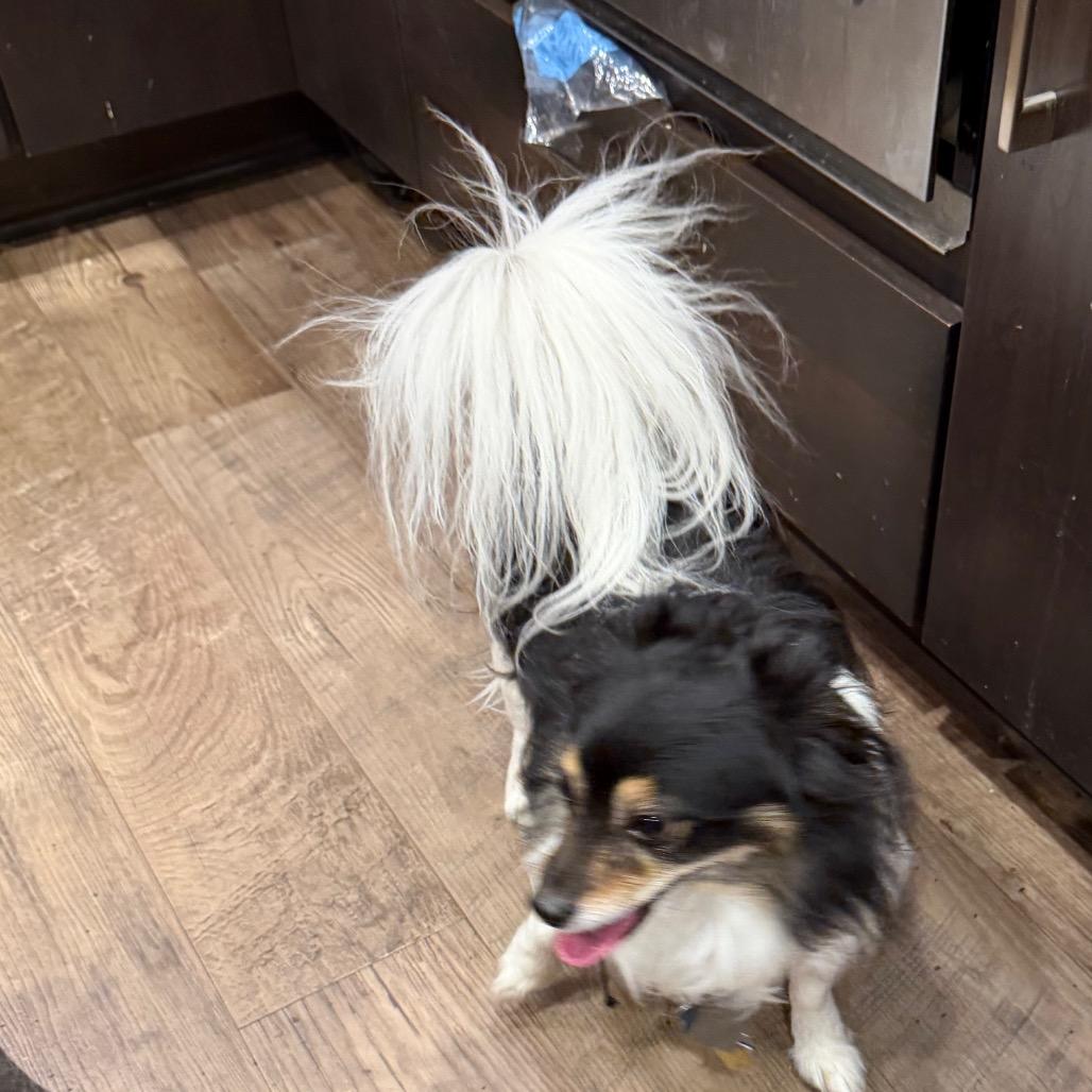 Rocky, a Adoptable Chihuahua in Fond Du Lac, WI image 2/6