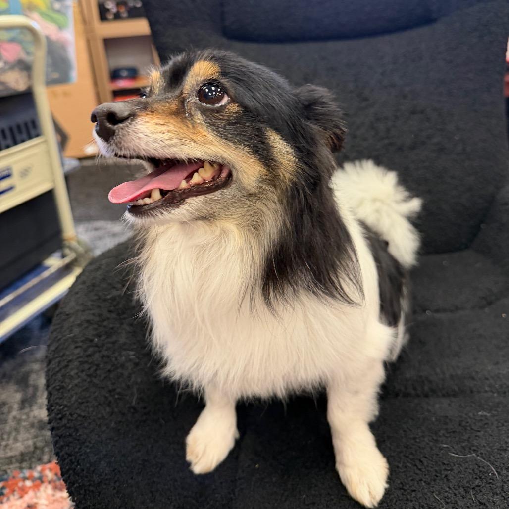 Rocky, a Adoptable Chihuahua in Fond Du Lac, WI image 3/6