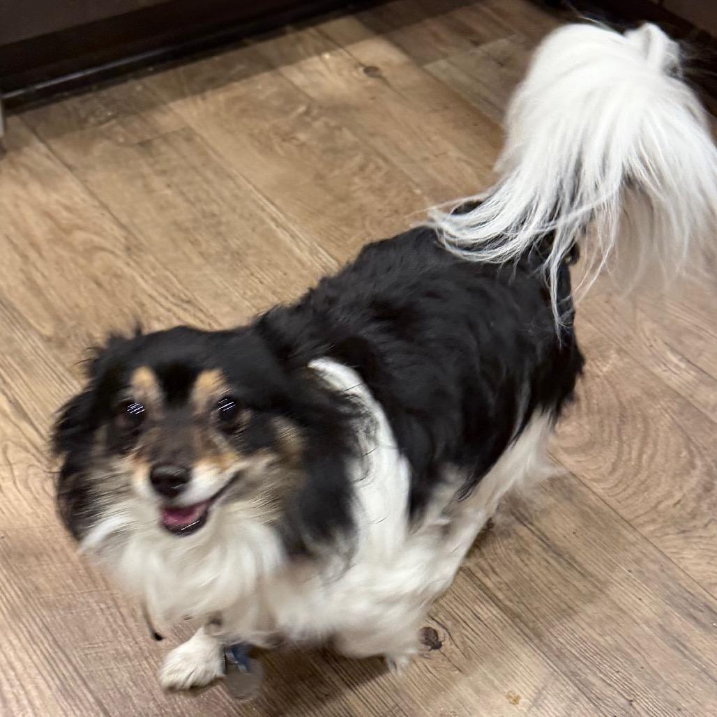 Rocky, a Adoptable Chihuahua in Fond Du Lac, WI image 4/6