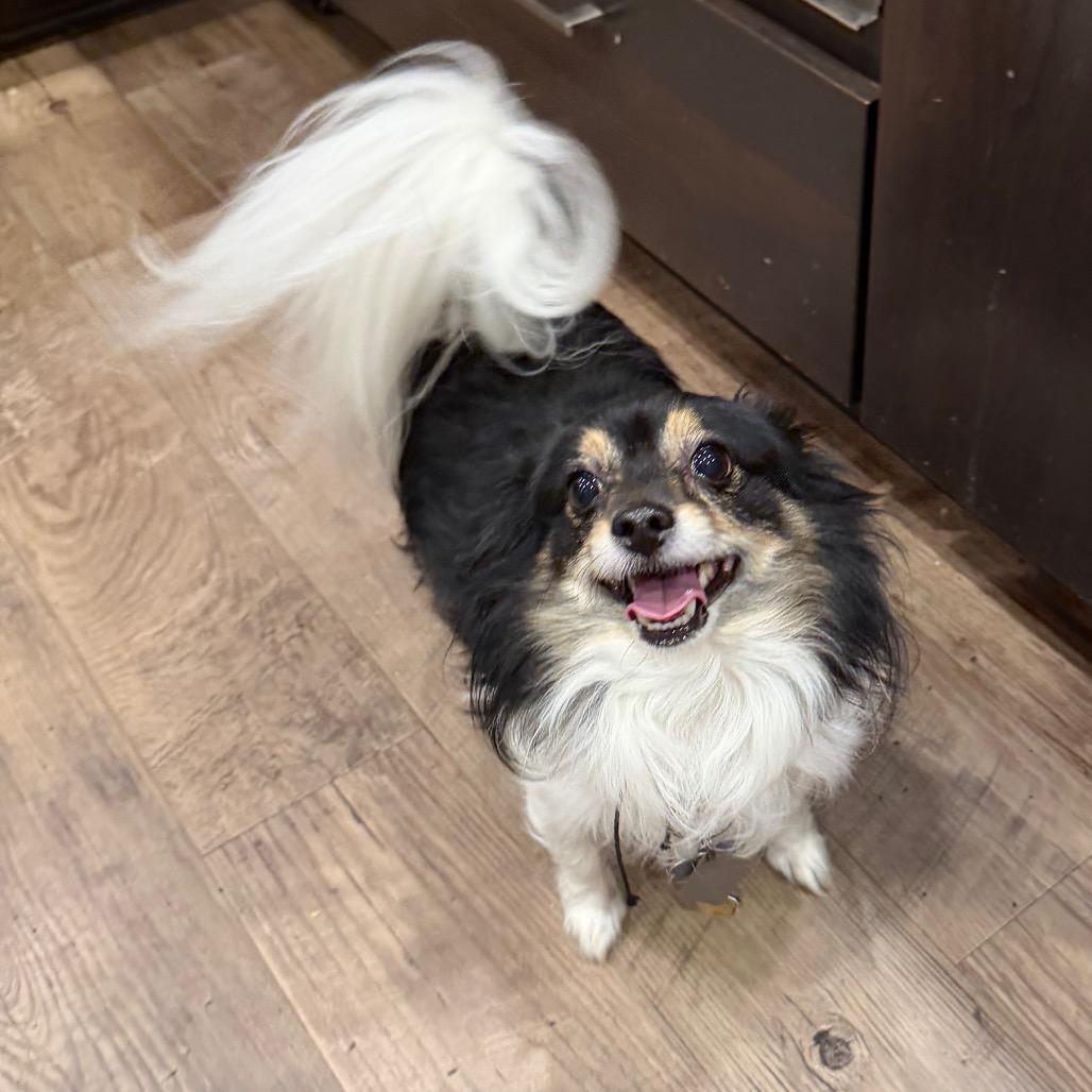 Rocky, a Adoptable Chihuahua in Fond Du Lac, WI image 5/6