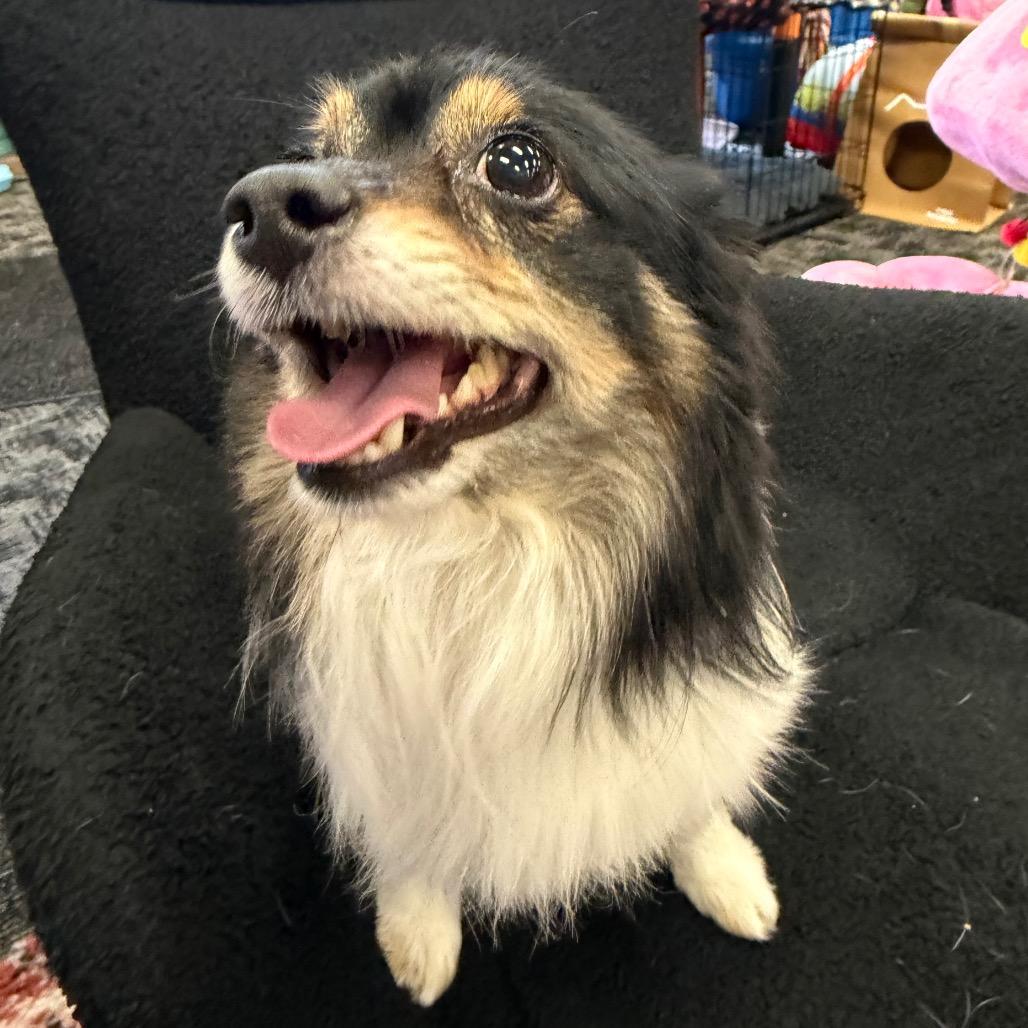 Rocky, a Adoptable Chihuahua in Fond Du Lac, WI image 6/6