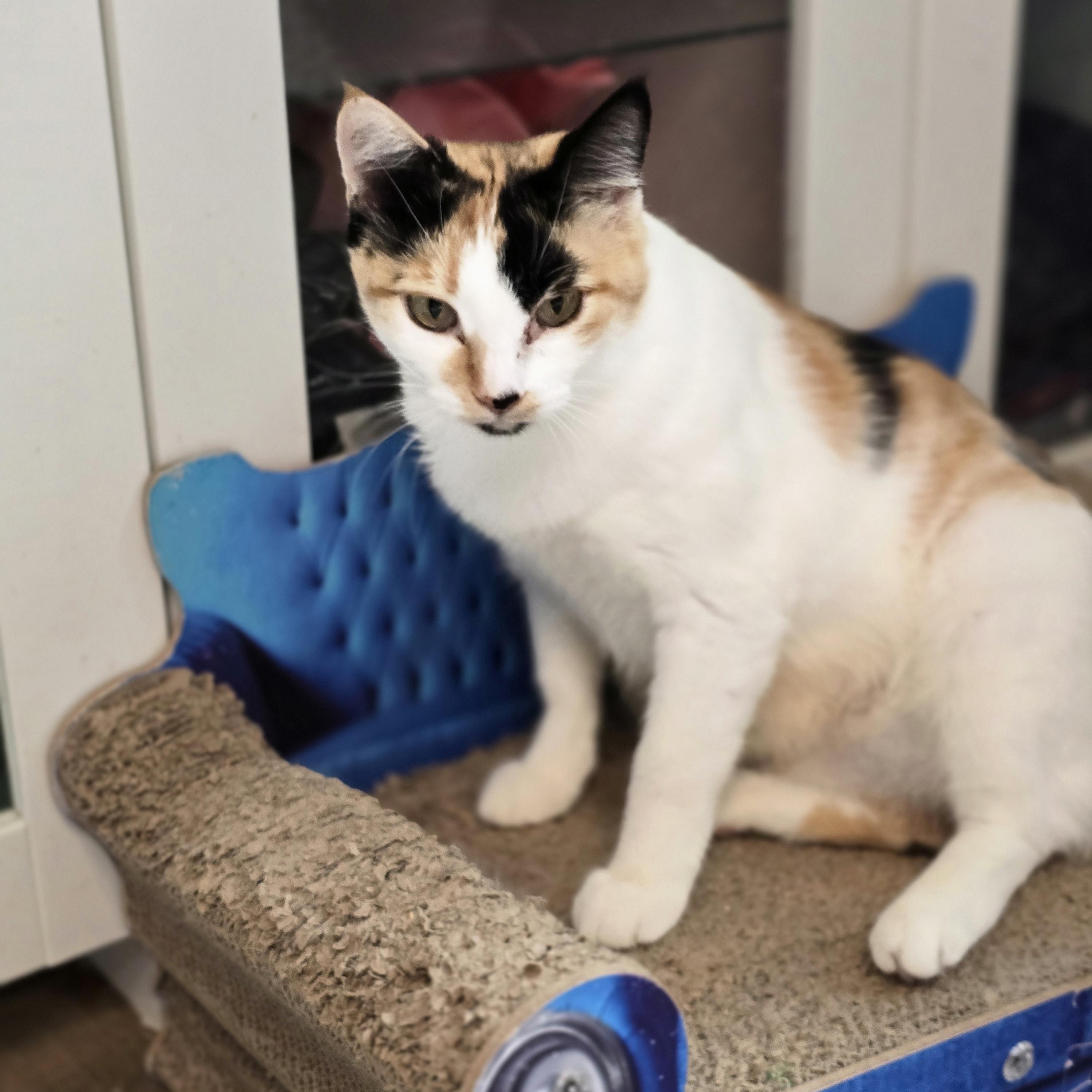 Sherbet, Adoptable, Adult Female Japanese Bobtail & Calico.