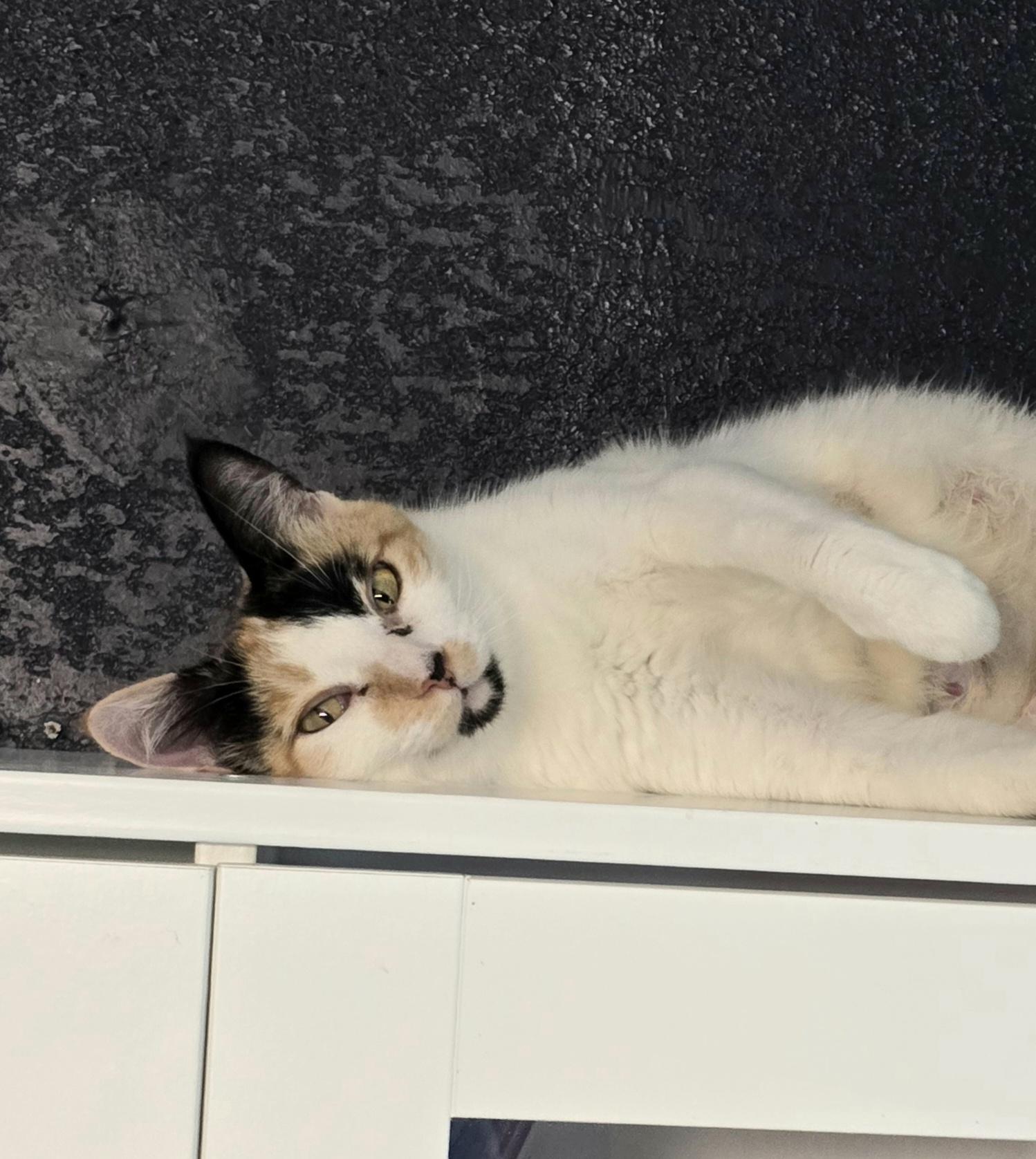 Enlarge Sherbet, a Adoptable mixed breed in Lacey, WA image 3/5