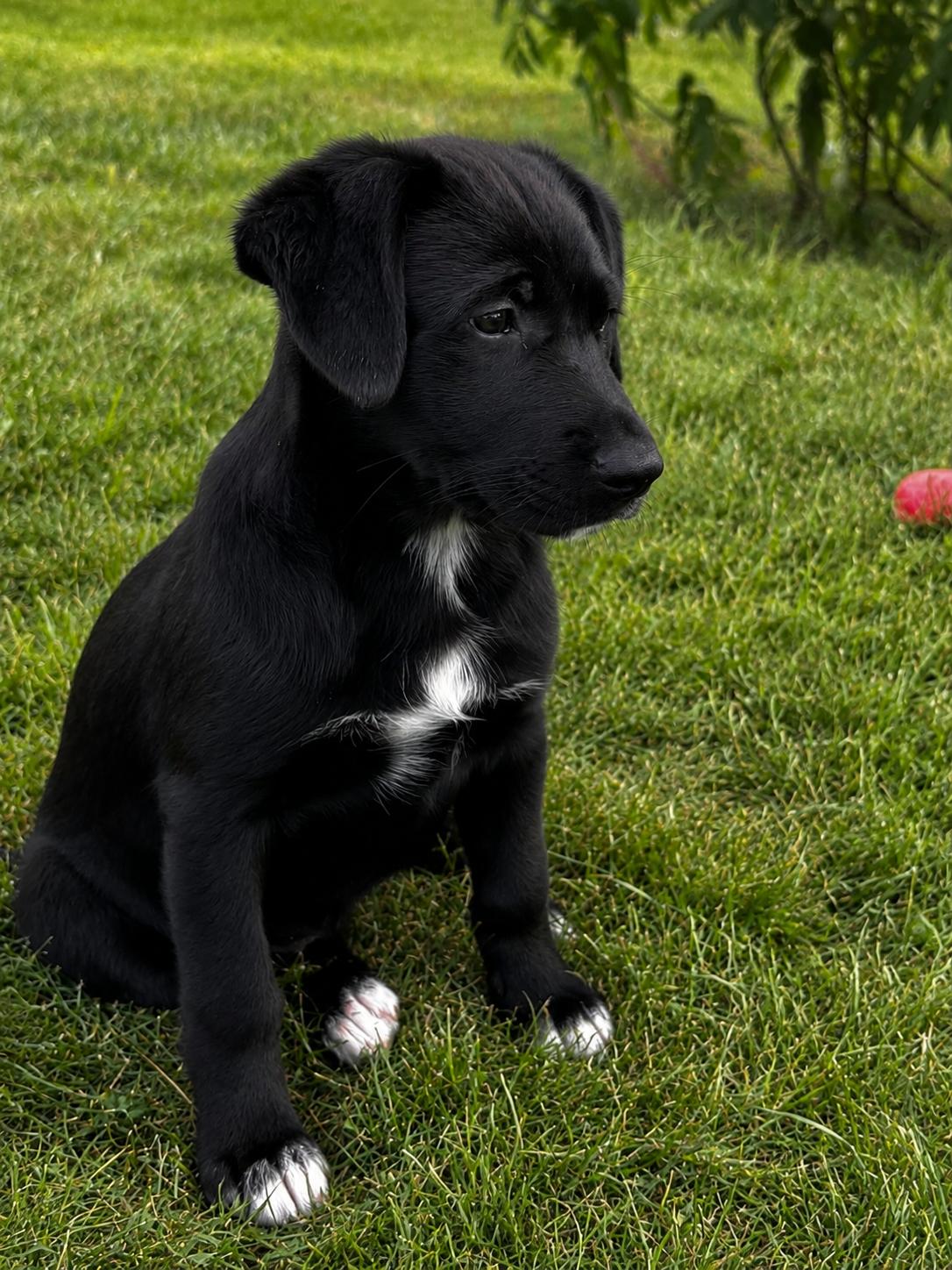 Enlarge Louise, a Adopted mixed breed in Anabel, MO image 1/3