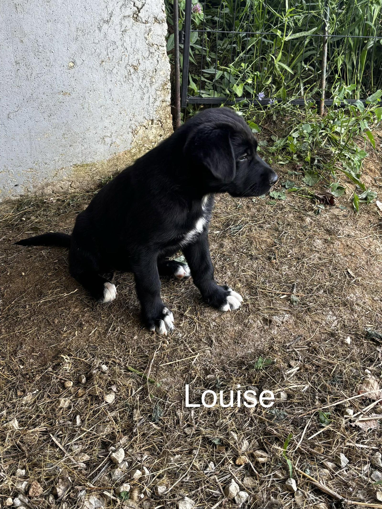 Enlarge Louise, a Adopted mixed breed in Anabel, MO image 3/3