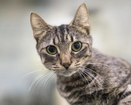 Enlarge Hobbes, a Adoptable mixed breed in Bedford, IN image 1/1