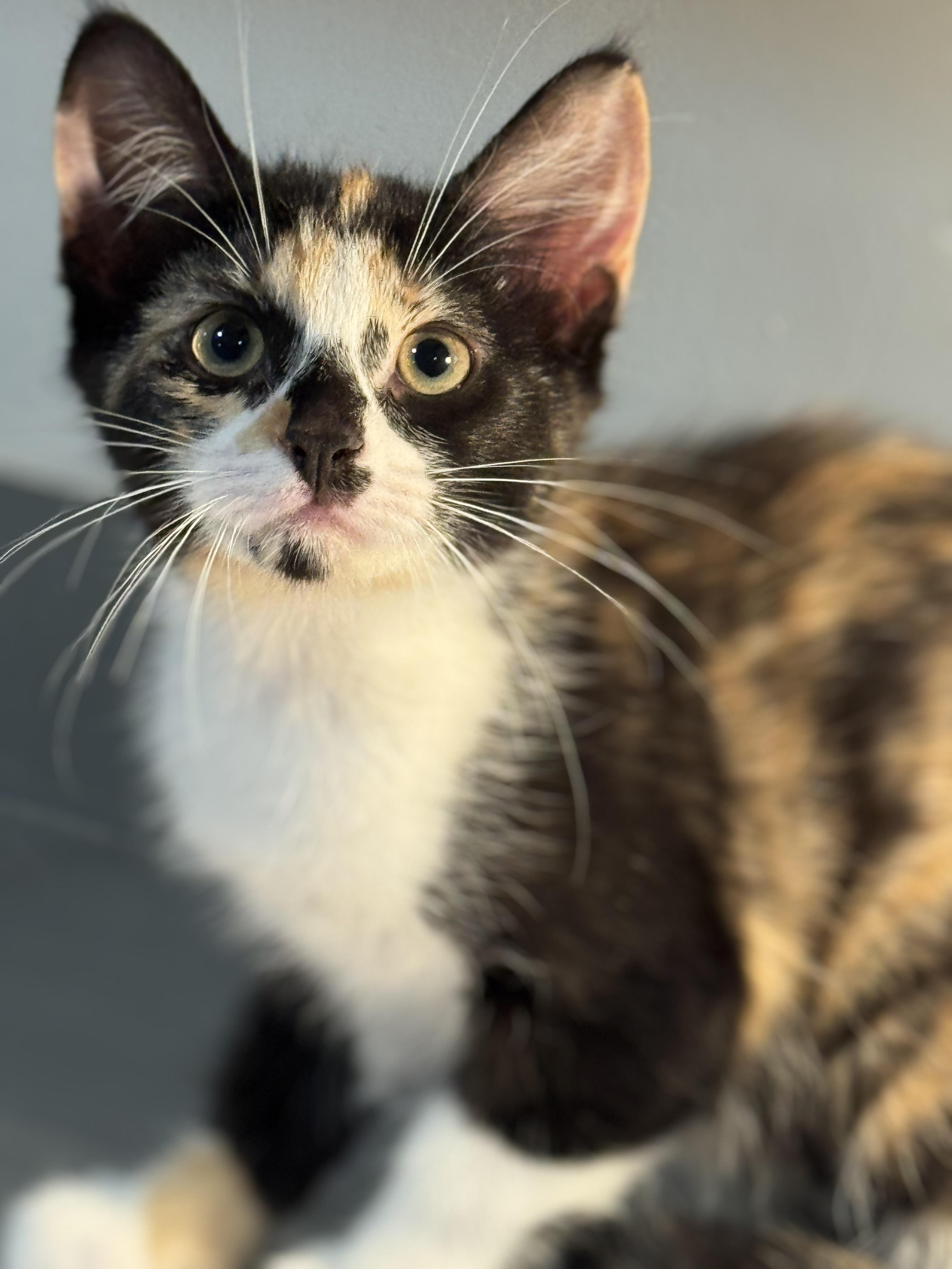Zinnia, Baby Female Domestic Short Hair
