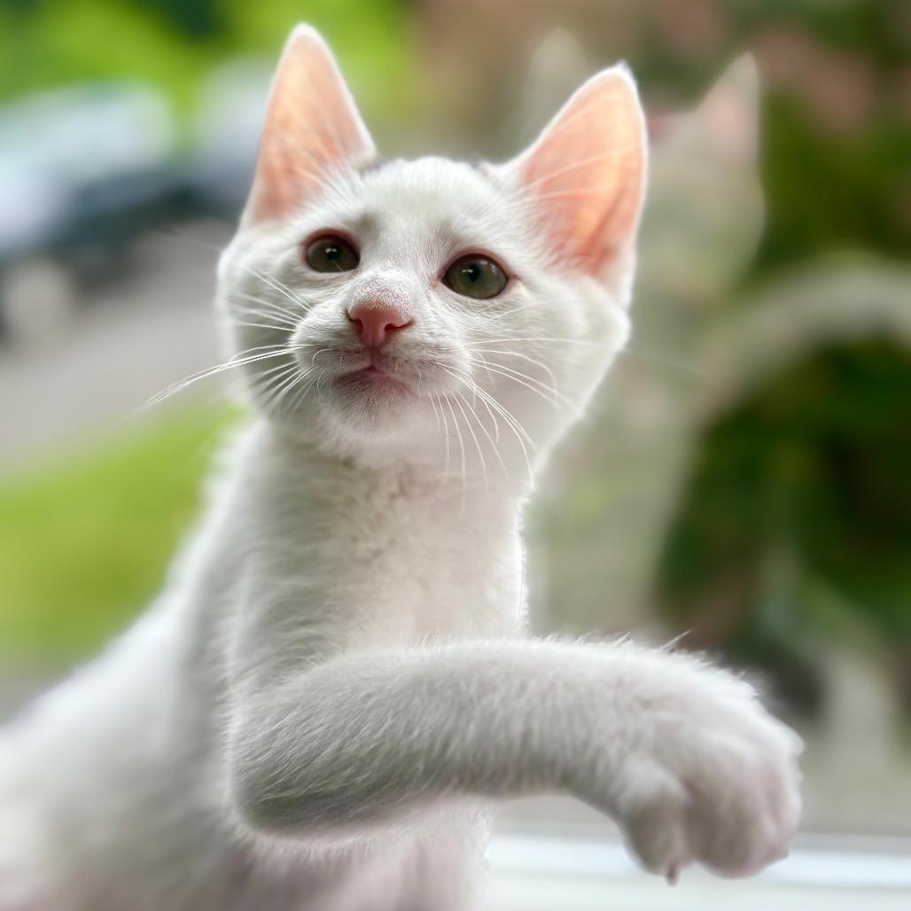 Rukus, Adoptable, Kitten Male Domestic Medium Hair.