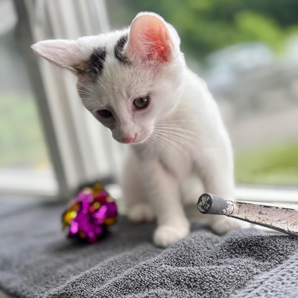 Rukus, a Adoptable Domestic Medium Hair in New Fairfield, CT image 2/5