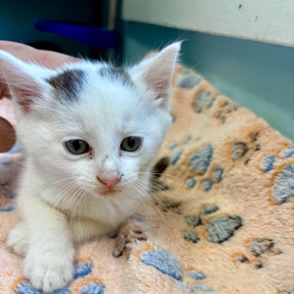 Rukus, a Adoptable Domestic Medium Hair in New Fairfield, CT image 3/5