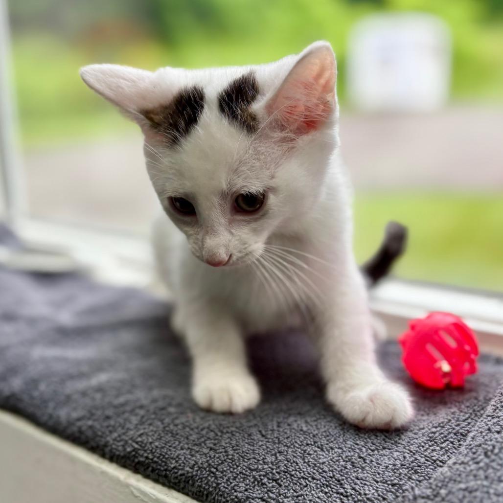 Rukus, a Adoptable Domestic Medium Hair in New Fairfield, CT image 5/5