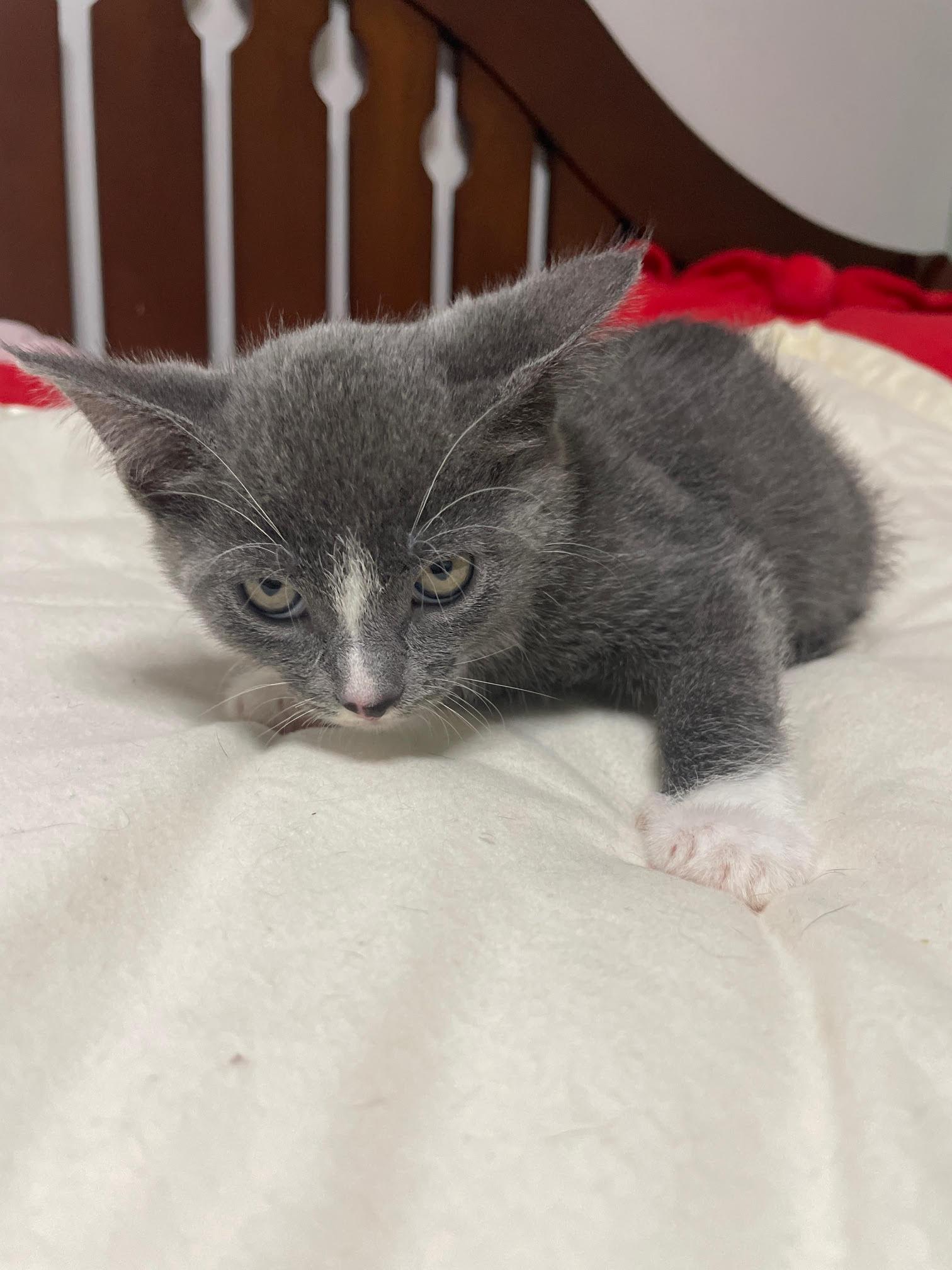 Slate, a Adoptable Domestic Short Hair in Island Lake, IL image 1/3