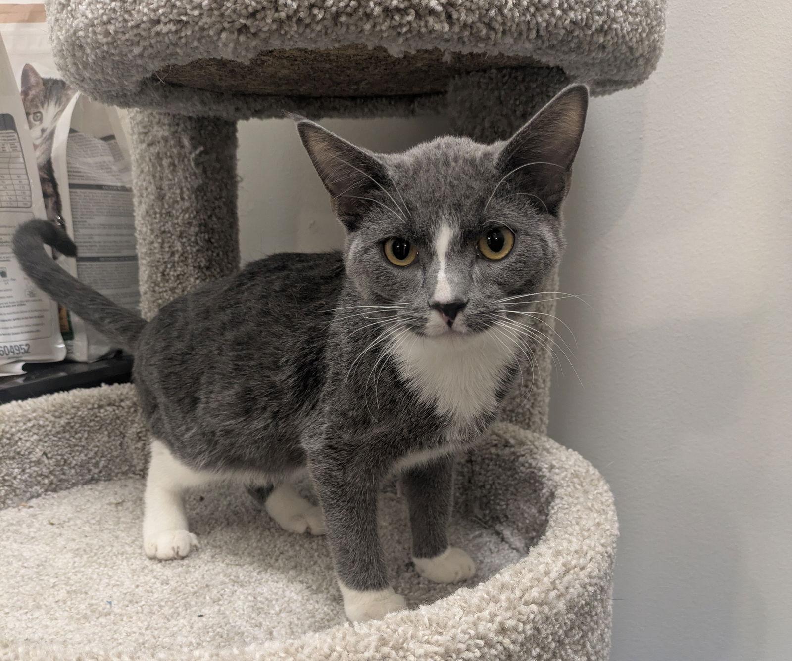 Slate, a Adoptable Domestic Short Hair in Island Lake, IL image 2/3