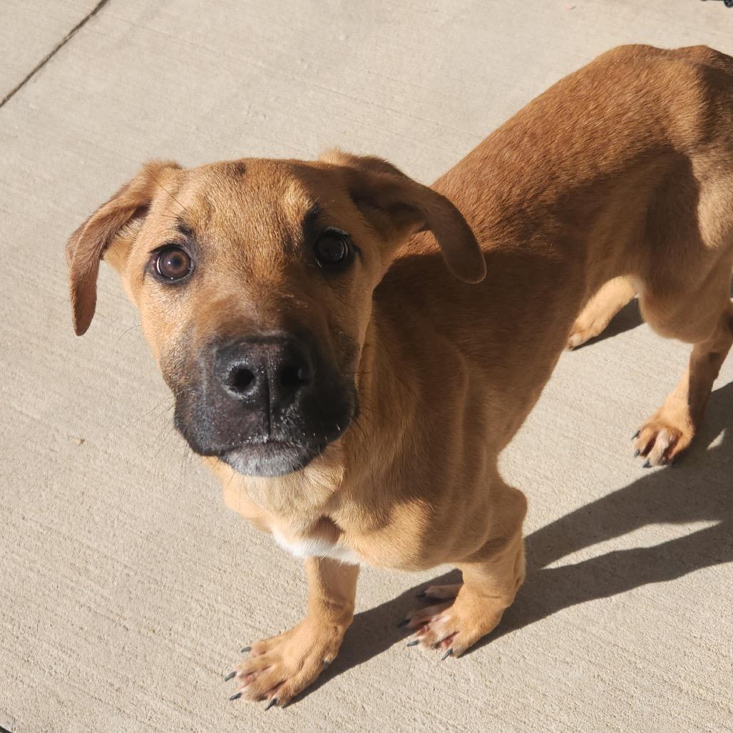 Enlarge Meatloaf, a Adoptable mixed breed in Norman, OK image 2/2