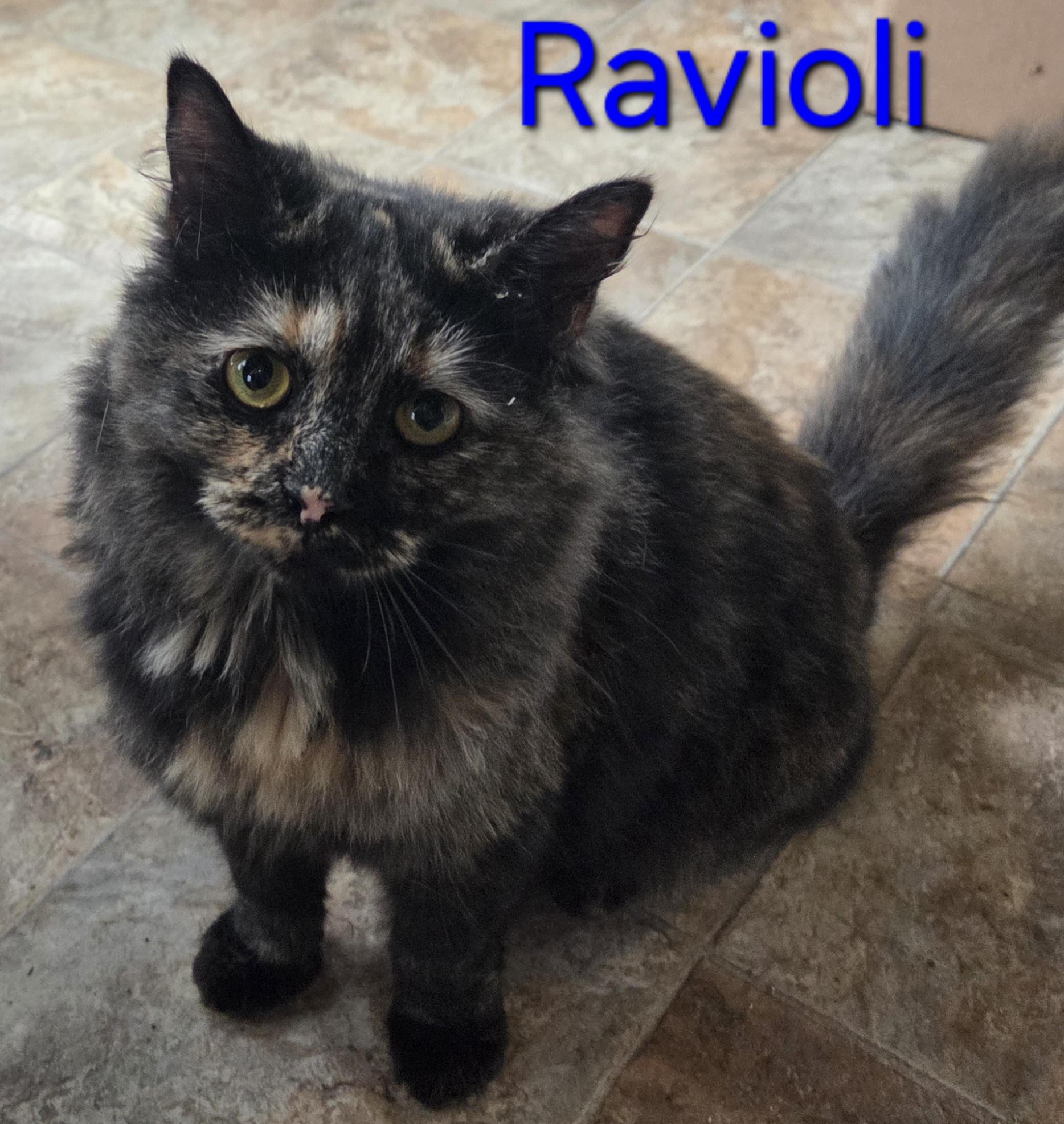 Enlarge Ravioli , an adopted Domestic Medium Hair in Greensburg, PA image 1/2