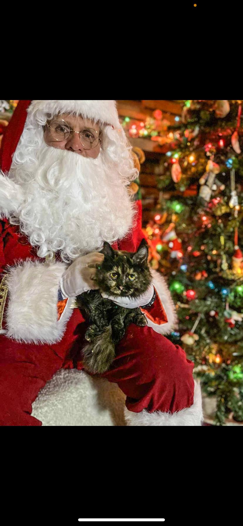 Enlarge Ravioli , an adopted Domestic Medium Hair in Greensburg, PA image 2/2