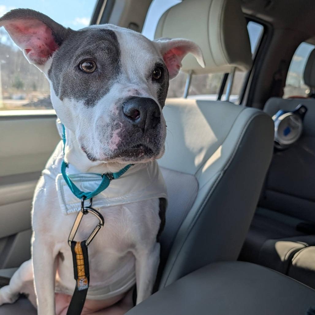 Enlarge Darling, a Adoptable Mixed Breed in Clarksville, TN image 1/5