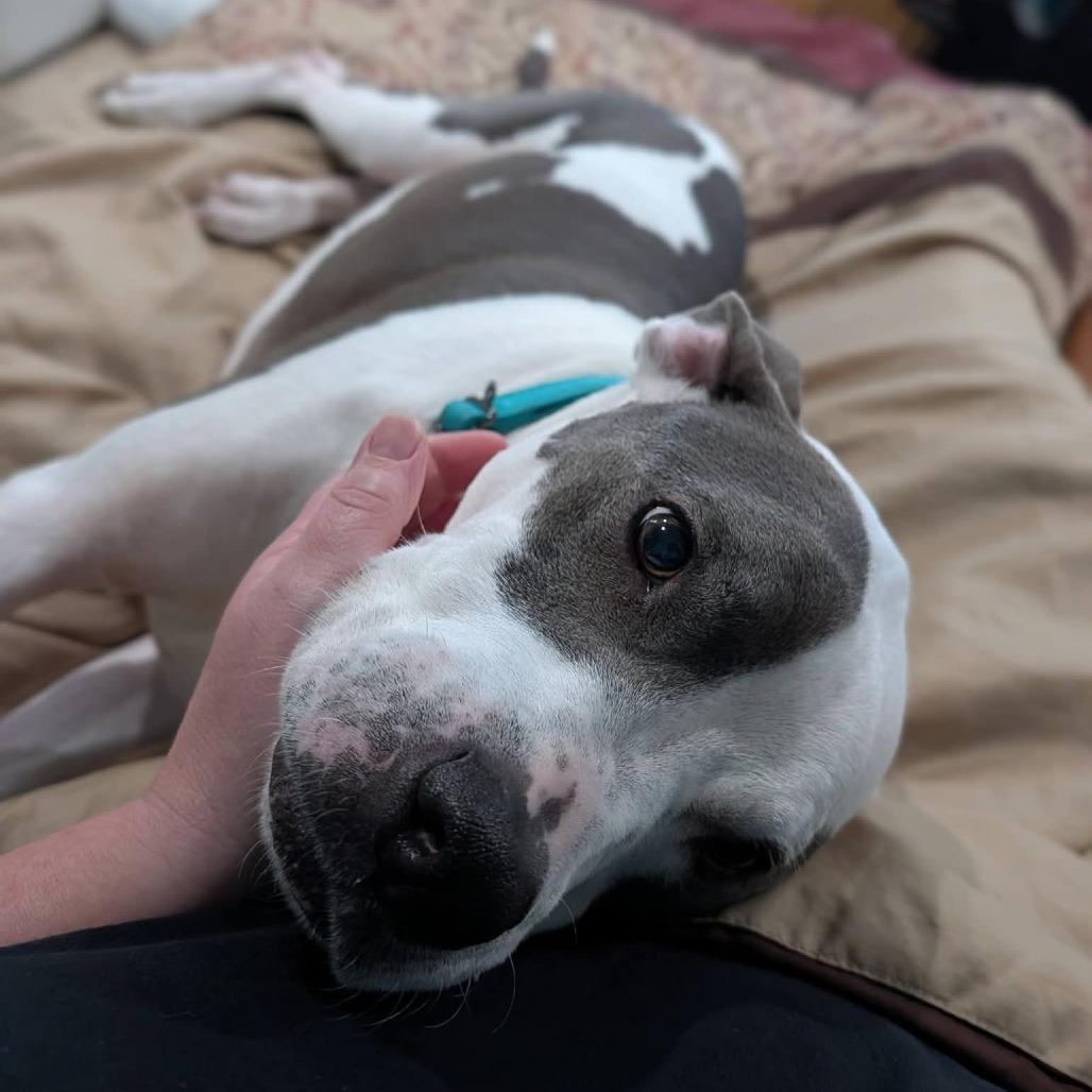 Enlarge Darling, a Adoptable Mixed Breed in Clarksville, TN image 2/5