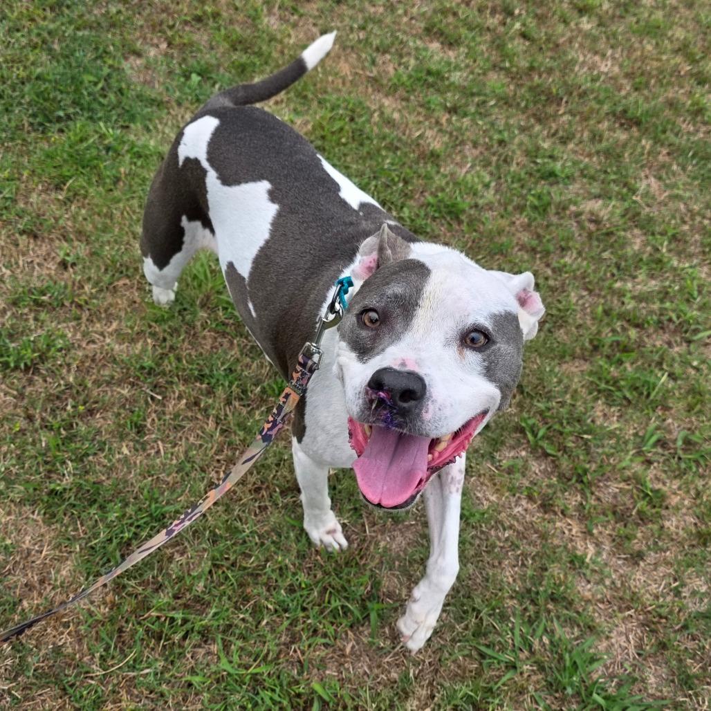 Enlarge Darling, a Adoptable Mixed Breed in Clarksville, TN image 5/5