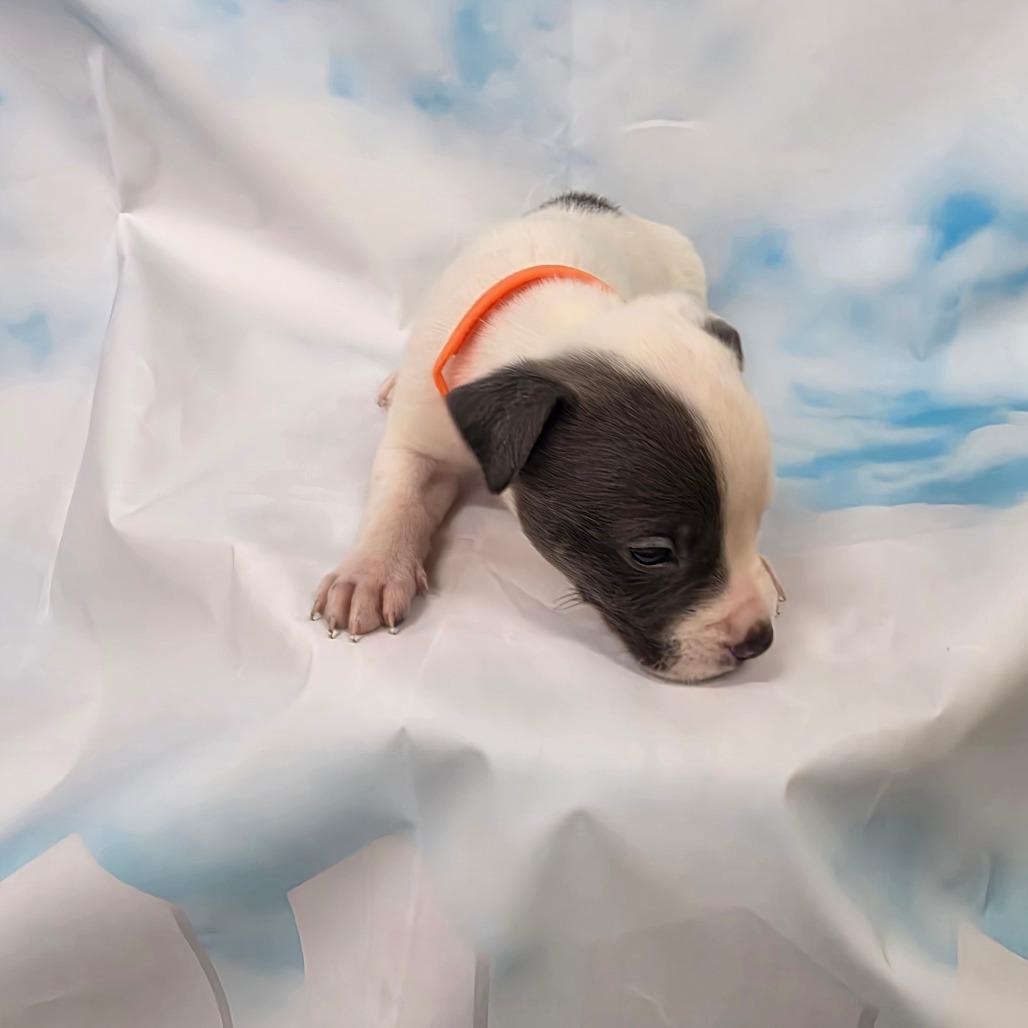 Enlarge Ozzy, a ADOPTABLE mixed breed in North Bend, OR image 1/1