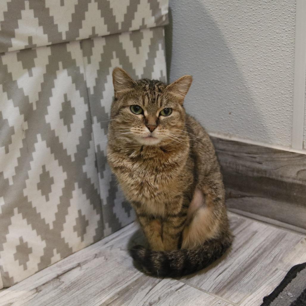 Bella, a Adoptable Domestic Short Hair in West Des Moines, IA image 2/4