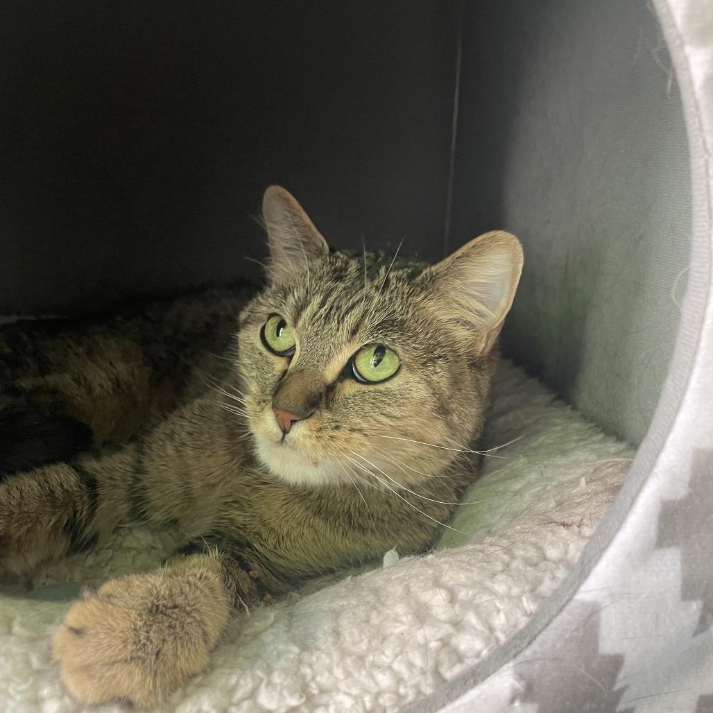 Bella, a Adoptable Domestic Short Hair in West Des Moines, IA image 3/4