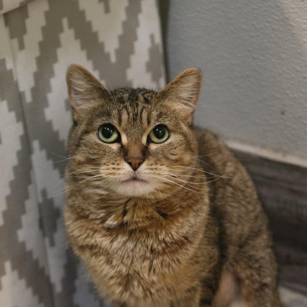 Bella, a Adoptable Domestic Short Hair in West Des Moines, IA image 4/4