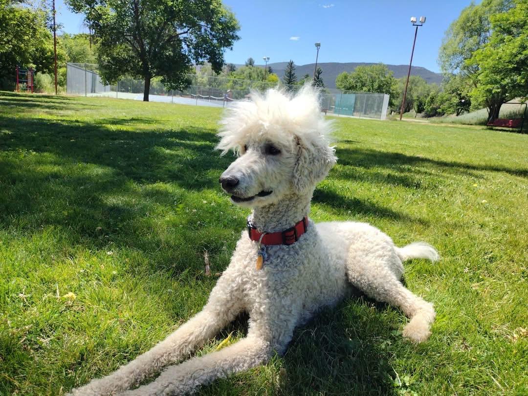 Standard Poodles for Adoption in Watkins, Colorado | Petfinder