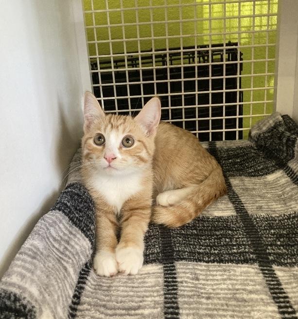 Enlarge Kes, a Adoptable Domestic Short Hair in Long Beach, CA image 1/3